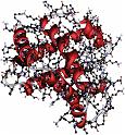 24.1 Model molekule hemoglobina